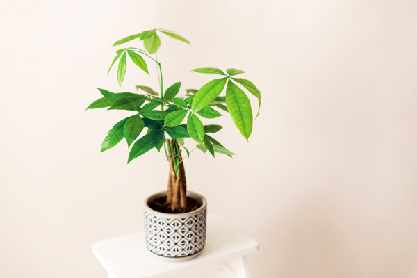 Lykkekastanjen pachira er et symbol på trivsel og velstand.