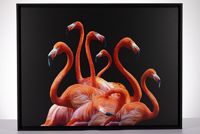 Flamingobild auf Alu-Dibond mit Rahmen